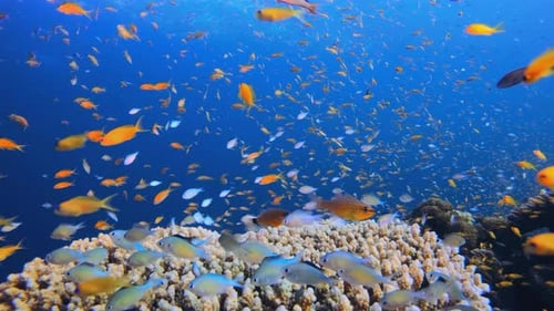 Coral Orange Fish