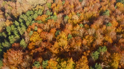 Autumn in forest aerial view