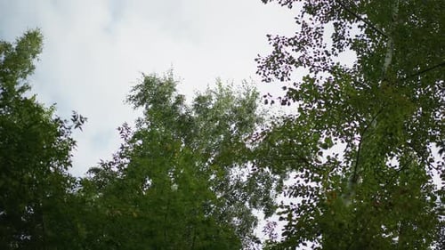Overcast Woodland View Clouded Sky Surrounded By Slender Birch Trees Gloomy Overcast Sky Hovers Over