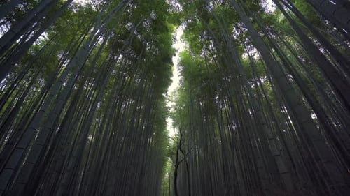 Bamboo Grove Which Is A Natural Forest Of Bamboo 4K