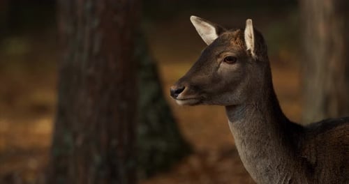 Fallow Deer Or Dama Dama