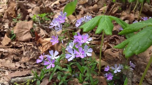 Purple Woodland Wildflowers Blooming Among Dry Leaves in Early Spring Forest