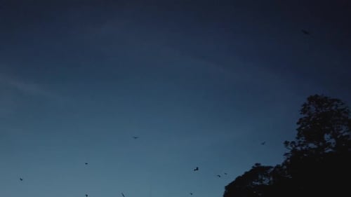 Palawan Fruit Bats Rule The Darkness Coron Palawan Philippines