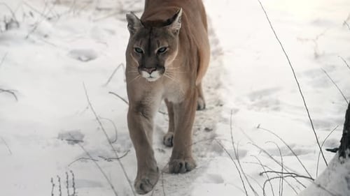 Canadian Cougar Hunts Through Snowy Forest in Winter Morning