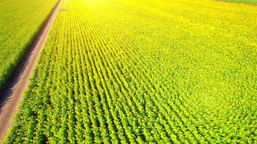 Luftbild über ein großes Feld wunderschöner Sonnenblumen