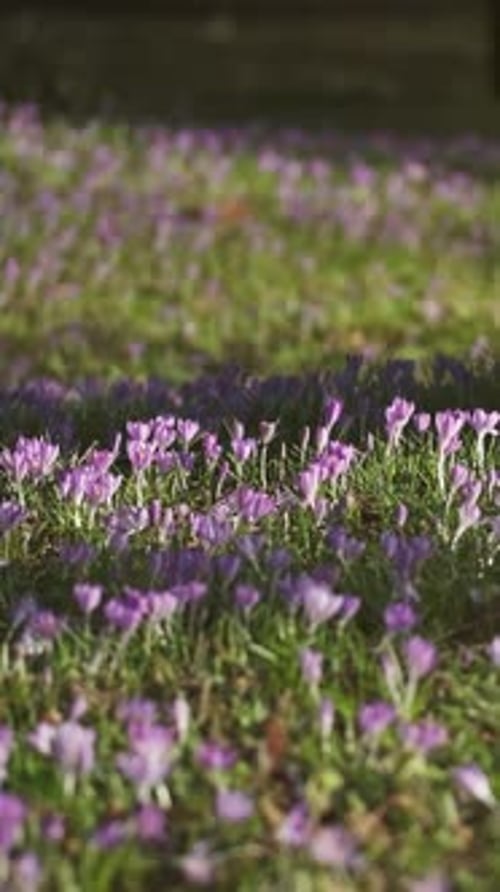 Crocuses between trees on meadow