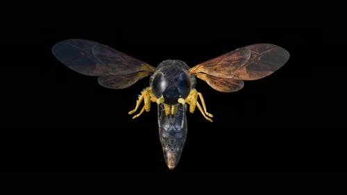 Zwei verschiedene 3D-Wespen- oder Honigbienen-Animationen auf transparentem Hintergrund