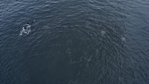 Whales Swimming In The Pacific Ocean Aerial