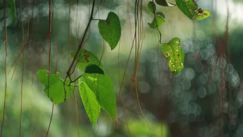 Frische grüne Zweige und Blätter und im Hintergrund ein Wasserhahn mit Bubble-Bokeh. Puppenschuh