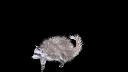 3D Animated Raccoon Dancing on Black Background