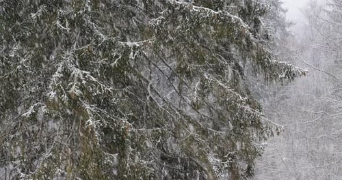 Snowfall in the forest