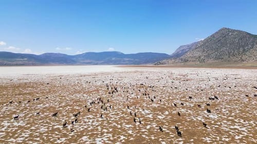 Chèvres traversant un lac asséché avec toile de fond de montagne - Vue aérienne 2K