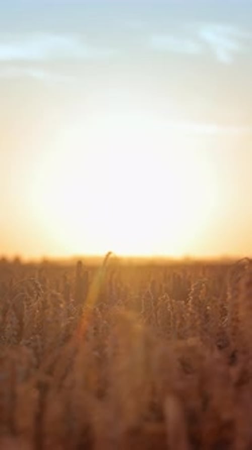 Beautiful Summer Landscape of Golden Wheat Field at Sunset View of Wheat Field and Sky at Sunset The