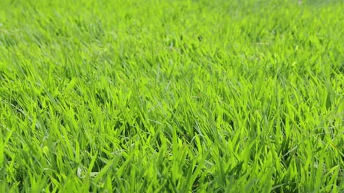 Green Grass Fresh Meadow In Detail