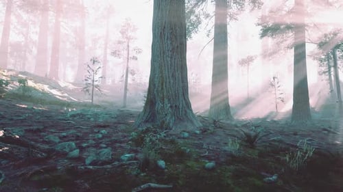 Sunlight Filtering Through Trees in a Serene Canadian Forest at Dawn