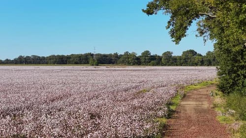 Aerial View Of Cotton Fields With Sprawling Fluffy White Bolls In Summer. - pullback shot