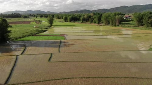 Imagens de 4K de voo sobre lindos campos de arroz em um vale sereno no Laos, sudeste da Ásia, com