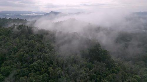Drone view fly over green forest