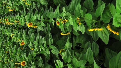 Sunflowers Growing in Rural Agricultural Field