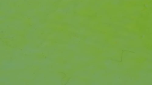 Fluido amarelo pegajoso com fios de pele de cachorro lavados com água. - close up