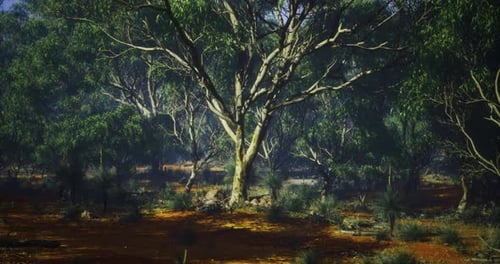 Sunlight Filtering Through Ancient Trees in a Tranquil Forest Landscape