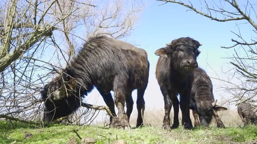 Group of Water Buffaloes grazing on green meadow, curious calf looks at camera