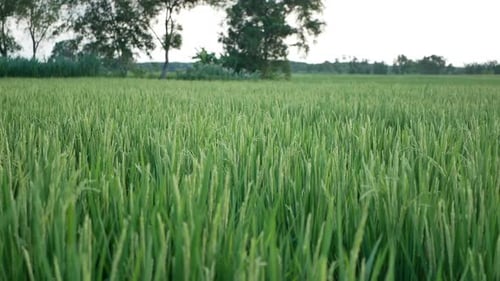 Lush Green Crops in Rural Field