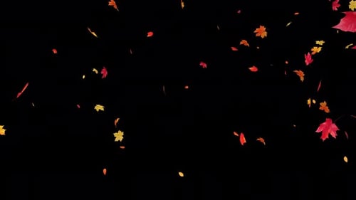 Feuilles d'érable qui tombent avec Alpha 4K