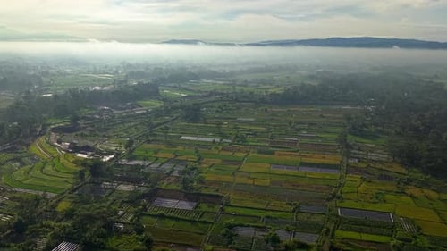 Aerial view of rice fields, Indonesia.