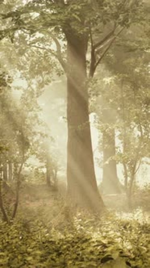 Rays of Bursting Sunlight in a Misty Forest