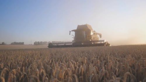 Modern Harvester Gathering Crop of Ripe Wheat in Field at Sunset Time Combine Riding Through Rural