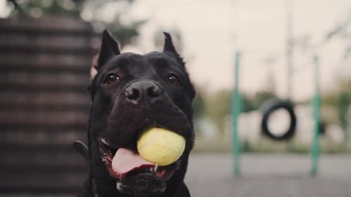 Muzzle of the Fastbreathing Big Black Dog with a Ball in His Teeth at the Outdoor Dog Training