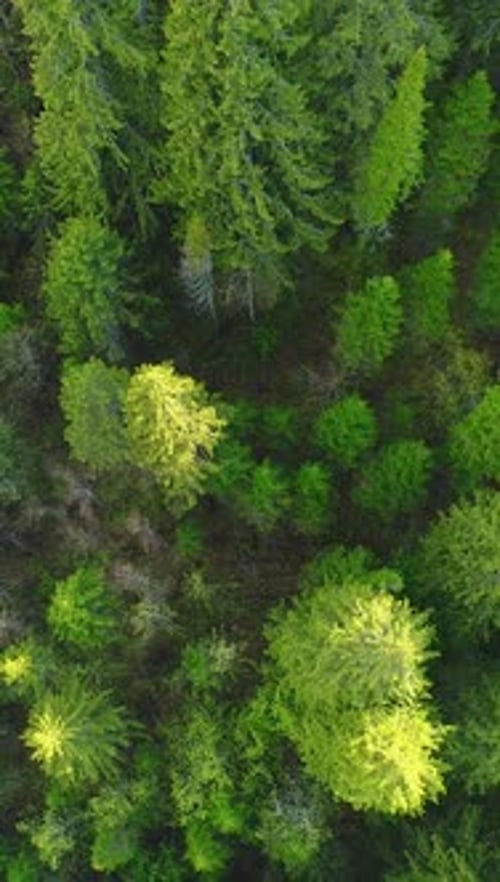 Flying Up Over Coniferous Forest at Sunny Day Vertical Video