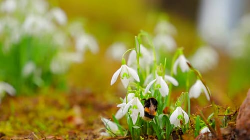 Bumble Bee Foraging on White Spring Snowdrop Flowers