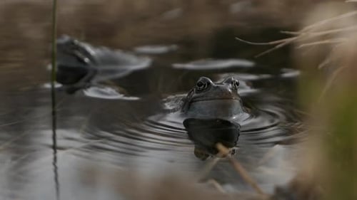 Two Northern Frogs Floating Peacefully in a Pond