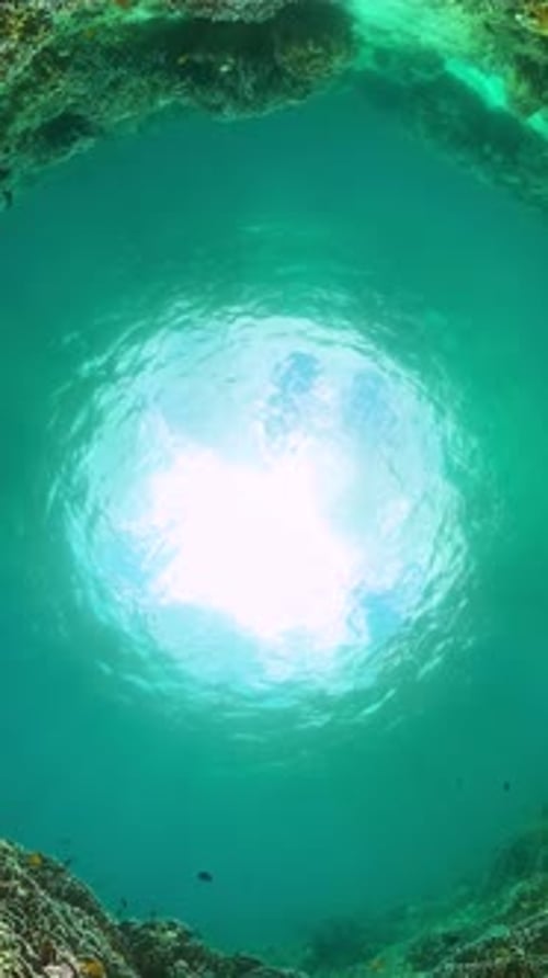 Coral Reef and Colorful Tropical Fish Underwater World