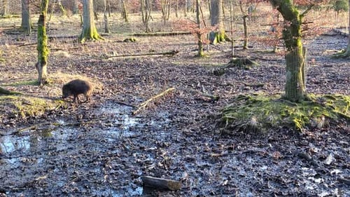 Wildschwein (Sus scrofa) auf der Suche nach etwas zu essen im Wald