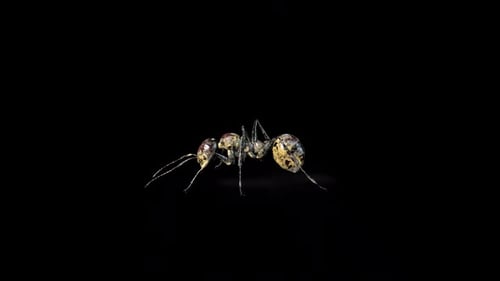 Zombie Ant Walk
