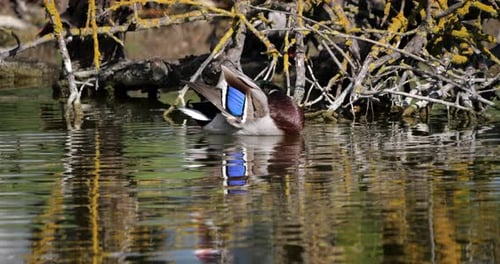 Mallard Duck Cleaning Itself in Pond