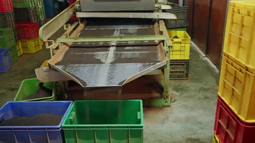 Automated Machine Processes Tea Leaves in Factory Black Tea Sorted Poured Into Large Bins Industrial