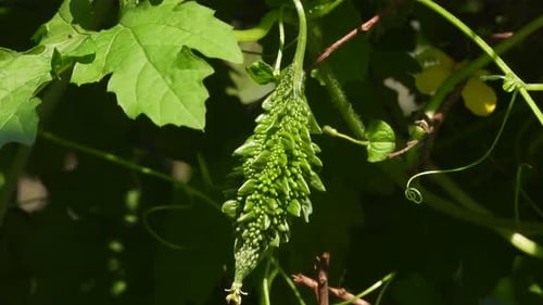 Bitter melon - seed - food - mp4.