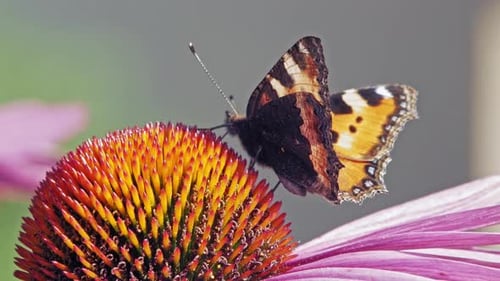 Macro shot of orange Small tortoiseshell butterfly collecting nectar from purple coneflower on green