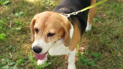 Thoroughbred purebred beagle dog on a leash on a summer day in the park.