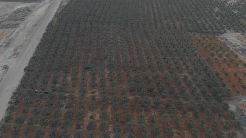 A beautiful Jordan Valley's mountains sunrise in front of a Huge date field trees with gentle orange