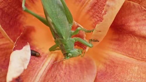 A close up shot of a green great grasshopper head eating an orange blossoming flower. Static shot.