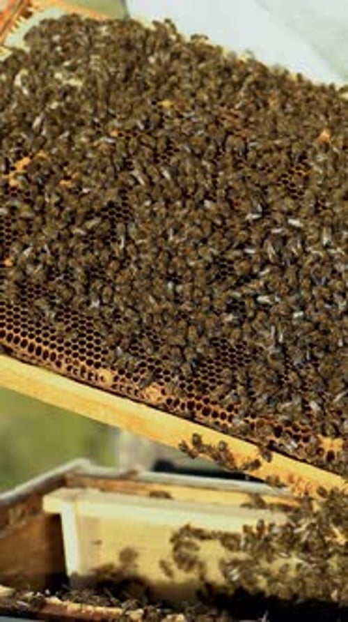 The beekeeper examines bees in honeycombs. Hands of the beekeeper. The bee is close-up.