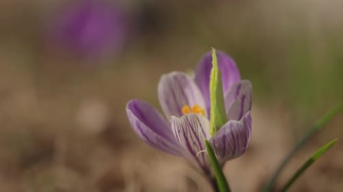 Yellow Butterfly Inspects Purple Crocus Flowers in the Meadow