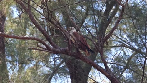 Majestic Bird of Prey Perched on Dense Pine Branch in Tranquility of