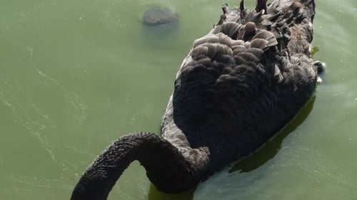 Schwarzer Schwan isst und trinkt Wasser in einem See aus nächster Nähe. Schwarzer Schwan schwimmt in einem Teich an einem sonnigen