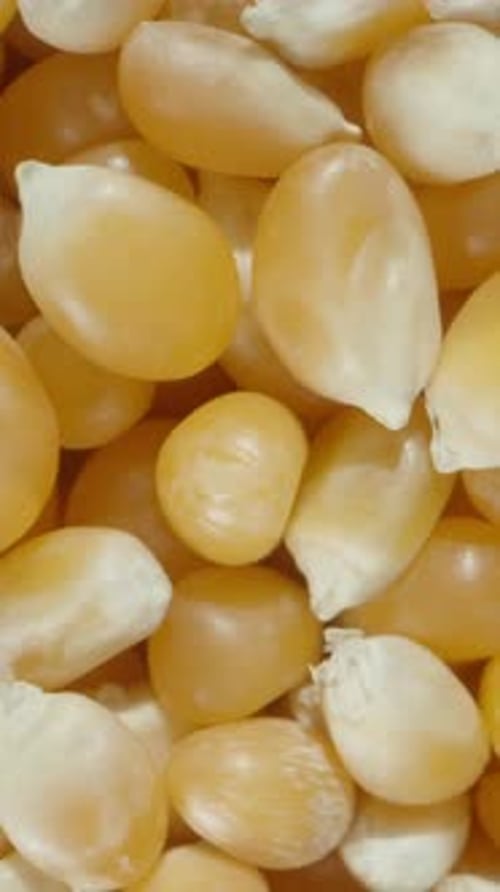 Vertical video. Popcorn kernels, macro zoom, smooth upward zoom.